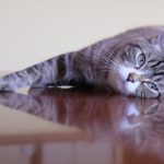 あなたは意外とツンデレかも？