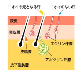 汗腺のしくみ